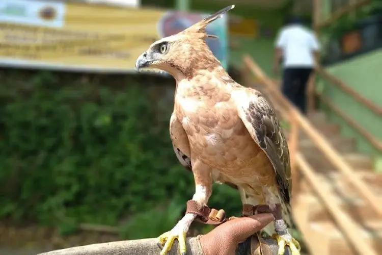 Sepasang Burung Elang Jawa Dilepasliarkan, Ini Jumlah Populasinya di Alam Liar