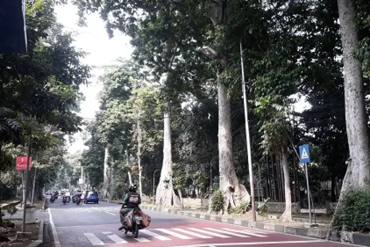 2023, Disperumkim Kota Bogor Targetkan 500 Pohon Miliki KTP