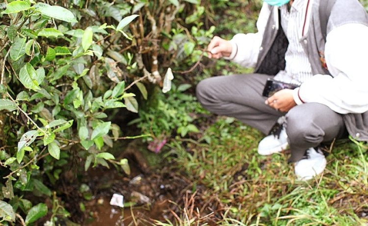 Kebun Teh Puncak Diduga jadi Tempat Mesum, Ini Tanggapan Kepala Satpol PP Bogor