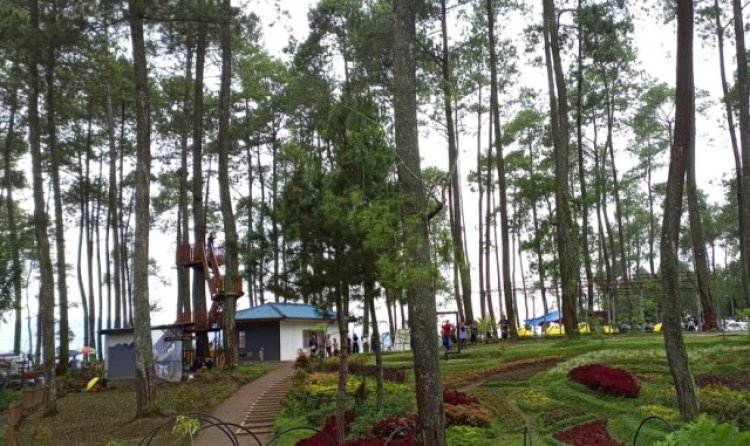 Khawatir Timpa Wisatawan, Ratusan Pohon Tua di Kawasan Cikole Lembang Diminta Dirobohkan