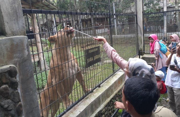 Atraksi Food and Richment Singa Tarik Perhatian Pengunjung Taman Satwa Cikembulan Garut