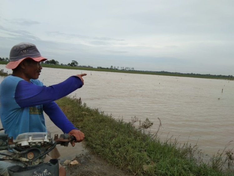 Imbas Banjir Cirebon, Ratusan Hektare Sawah Masih Terendam