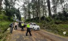 Pengendara Motor Tewas Seketika Tertimpa Pohon Pinus di Lembang Bandung