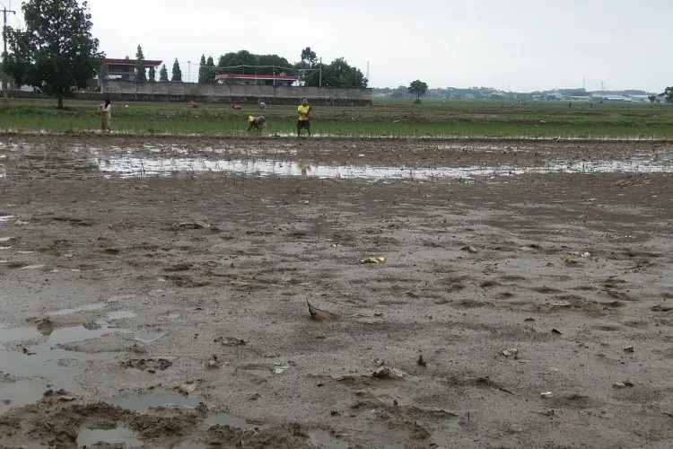 Ribuan Hektare Sawah Terendam Banjir, Distan Cirebon Sebut Kerugian Capai Puluhan Miliar Rupiah