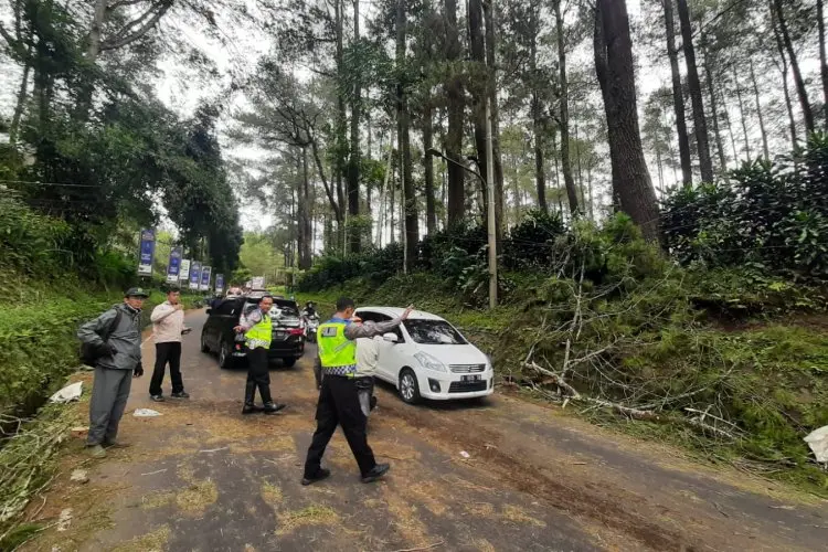Pengendara Motor Tewas Seketika Tertimpa Pohon Pinus di Lembang Bandung