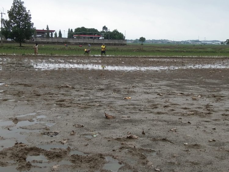 Ribuan Hektare Sawah Terendam Banjir, Distan Cirebon Sebut Kerugian Capai Puluhan Miliar Rupiah
