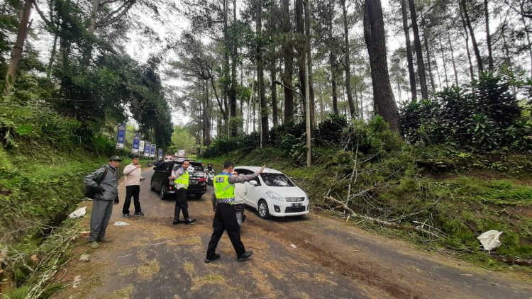 Pengendara Motor Tewas Seketika Tertimpa Pohon Pinus di Lembang Bandung
