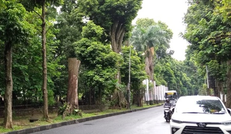 Waspada Pohon Tumbang, Disperumkim Imbau Warga Berhati-hati Saat Kondisi Hujan di Kota Bogor 