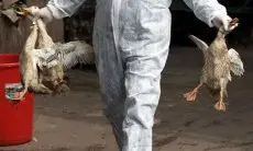Flu Burung Mewabah di Cimahi, Puluhan Unggas Ditemukan Mati Mendadak 