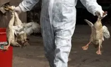 Antisipasi Merebaknya Flu Burung, Pemkot Cimahi Bakal Siapkan 600 Dosis Vaksin AI
