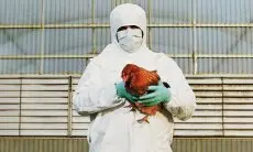 Ratusan Hewan Ternak Unggas di Kota Bandung Mendapat Vaksin Flu Burung