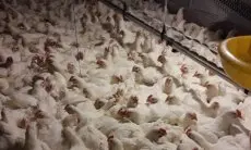 Antisipasi Penyebaran, Ratusan Unggas di Kelurahan Padasuka Cimahi Diberikan Vaksinasi Flu Burung