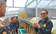 Menelisik Aeroponik, Teknik Budidaya Pertanian yang Digunakan di Lembang KBB