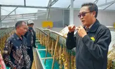 Realisasikan Ketahanan Pangan, Desa Kayu Ambon Budidayakan Kentang Granola