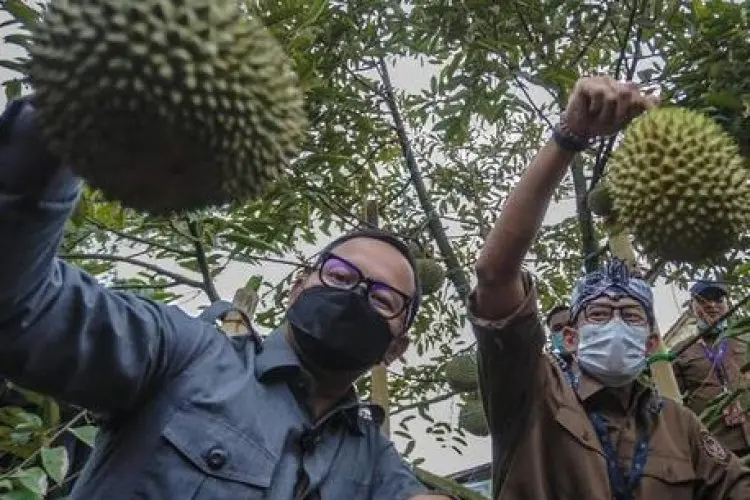Terbang Ke Jepang,  Bima Arya Tawarkan Durian Kota Bogor dan Temui Investor Halal Food Center