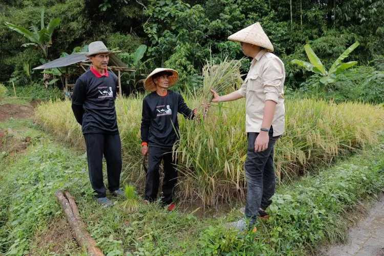 Maksimalkan Lahan Gambut, GMP Bina Kelompok Tani di Garut