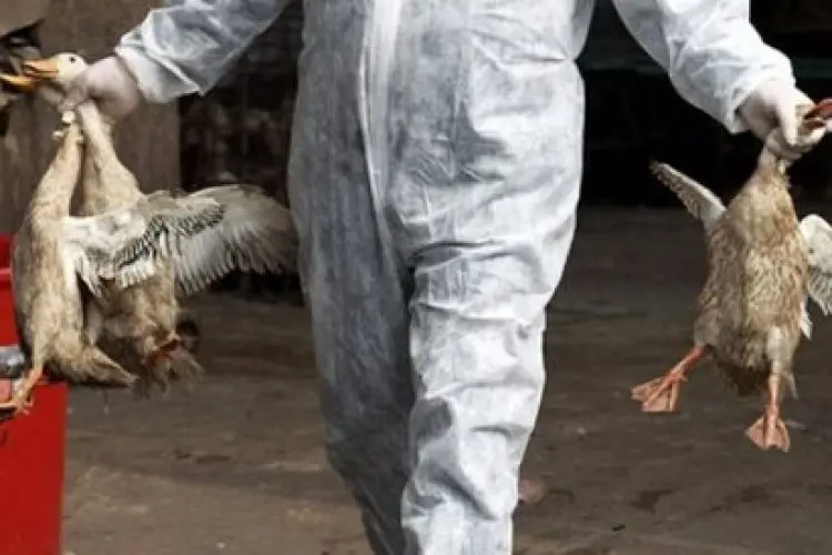 Antisipasi Merebaknya Flu Burung, Pemkot Cimahi Bakal Siapkan 600 Dosis Vaksin AI