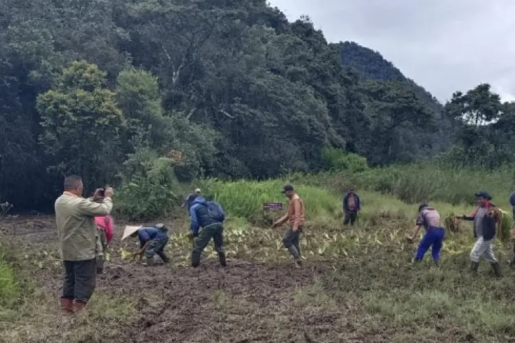 Pengelola  Tanami kembali Bunga Edelweis Rawa di Rancaupas Pasca Rusak Terlindas Ratusan Motor Trail