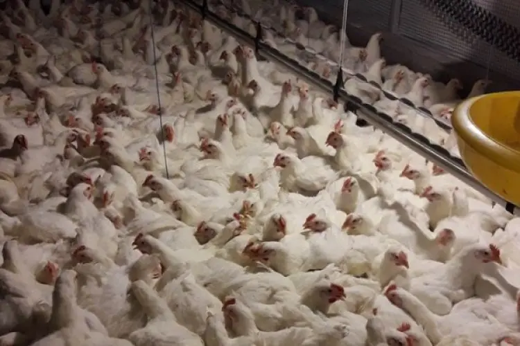 Antisipasi Penyebaran, Ratusan Unggas di Kelurahan Padasuka Cimahi Diberikan Vaksinasi Flu Burung