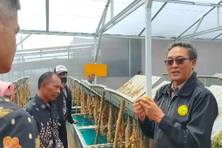 Menelisik Aeroponik, Teknik Budidaya Pertanian yang Digunakan di Lembang KBB