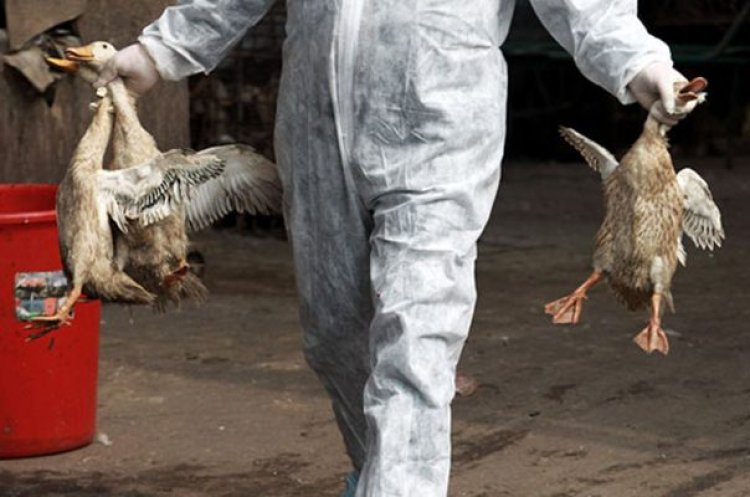 Flu Burung Mewabah di Cimahi, Puluhan Unggas Ditemukan Mati Mendadak 