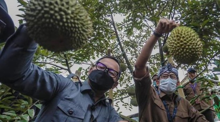 Terbang Ke Jepang,  Bima Arya Tawarkan Durian Kota Bogor dan Temui Investor Halal Food Center