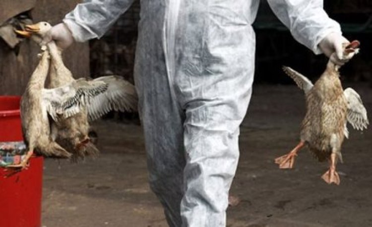 Antisipasi Merebaknya Flu Burung, Pemkot Cimahi Bakal Siapkan 600 Dosis Vaksin AI