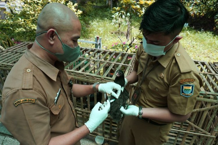 FOTO: Pencegahan Penularan Virus Flu Burung di Kota Bandung