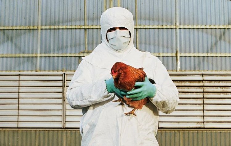 Ratusan Hewan Ternak Unggas di Kota Bandung Mendapat Vaksin Flu Burung