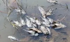 Polres Bogor Selidiki Matinya Ribuan Ikan di DAS Cileungsi, KP2C: Pencemaran Diduga Sepanjang Waktu dan Ketahuan Saat Kemarau