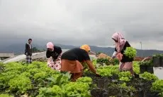Beli Sayuran dari Petani, GMP Langsung Gelar Bazar