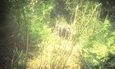 Bawa Penumpang 20 Orang dari Karawang, Elf Terjun Bebas ke Jurang 20 Meter di Rongga KBB