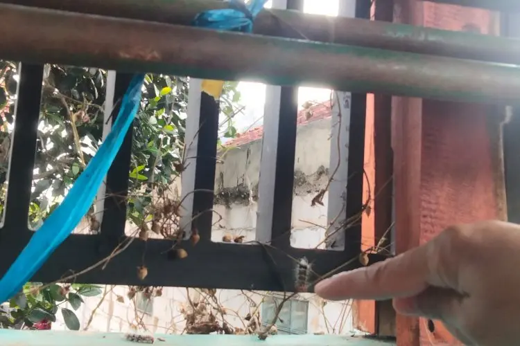 Bikin Resah, Rumah Warga di Cilame Diserbu Ulat Alpukat 
