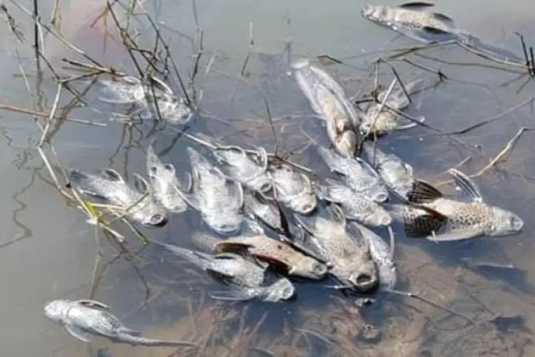 Polres Bogor Selidiki Matinya Ribuan Ikan di DAS Cileungsi, KP2C: Pencemaran Diduga Sepanjang Waktu dan Ketahuan Saat Kemarau