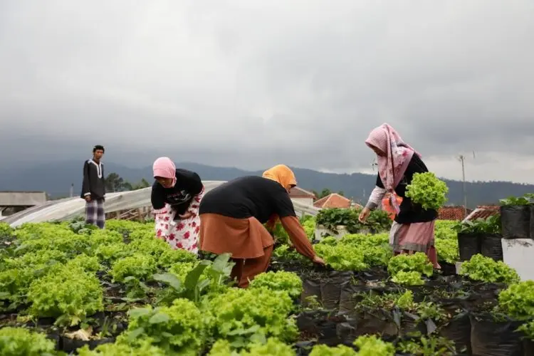 Cuaca Ekstrem, Petani Sayuran Pangalengan Tingkatkan Penggunaan Pestisida hingga 50%