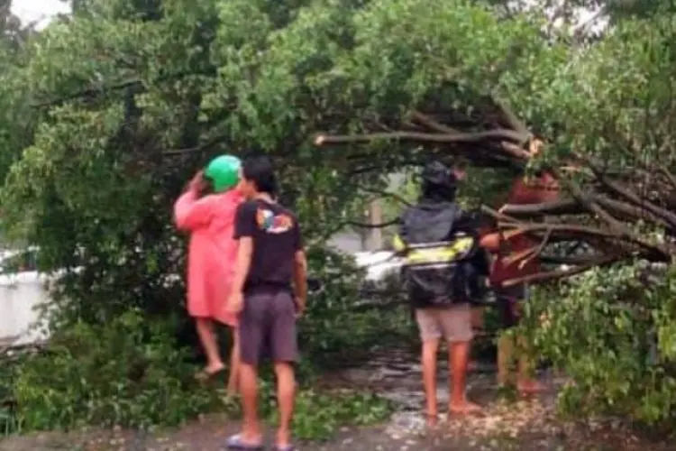 Diterpa Hujan Deras dan Angin Kencang, Pohon Beringin Setinggi 8 Meter di Kemang Tumbang