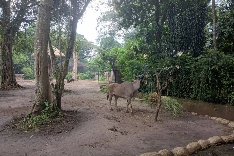 Ditargetkan 75.000 Wisatawan, Ini Pesan Pengelola Kebun Binatang Bandung