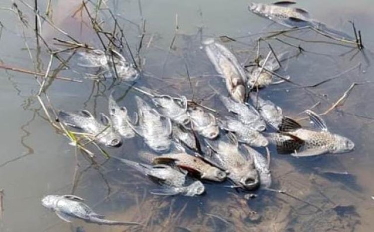 Polres Bogor Selidiki Matinya Ribuan Ikan di DAS Cileungsi, KP2C: Pencemaran Diduga Sepanjang Waktu dan Ketahuan Saat Kemarau