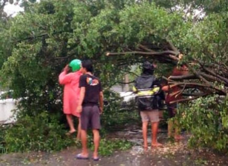Diterpa Hujan Deras dan Angin Kencang, Pohon Beringin Setinggi 8 Meter di Kemang Tumbang