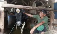 Cegah Dehidrasi Sapi Perah Akibat Cuaca Ekstrem, Peternak di Cimahi Tambahkan Multivitamin