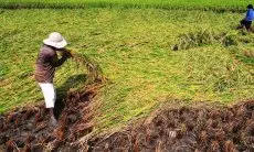 Harga Gabah di Pantura Jabar Tembus Rp8.000, Petani Nikmati Kebijakan HPP Baru