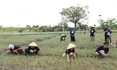 GMC Jabar Dorong Peningkatan Kapasitas Petani Bawang Merah di Kabupaten Cirebon