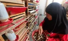 Buruh Perempuan Asal Cimahi Riska Prianti Raup Cuan hingga Puluhan Juta dari Budidaya Burung Puyuh