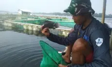 Mantap Geluti Usaha Budidaya Ikan Nila di KJA Saguling, Security PT Kertas Ini Raup Hingga Rp10 Juta