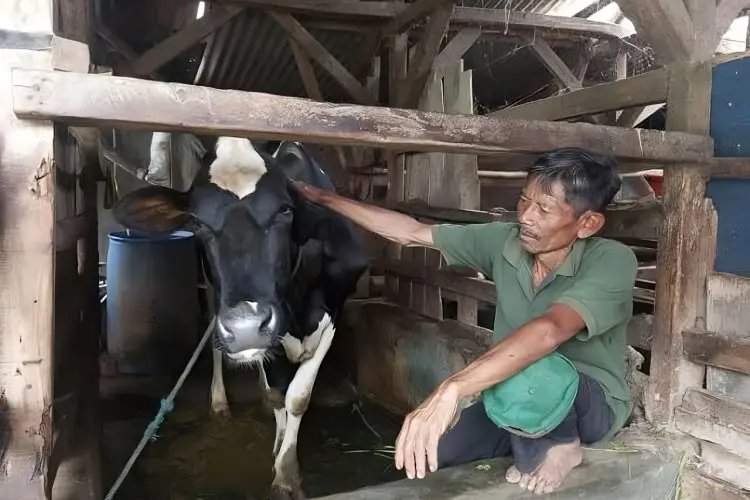 Cegah Dehidrasi Sapi Perah Akibat Cuaca Ekstrem, Peternak di Cimahi Tambahkan Multivitamin