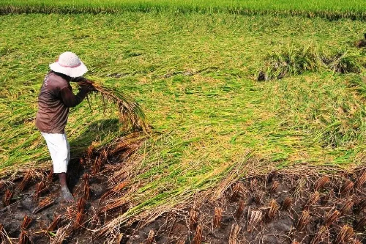 Petani Cirebon Banyak yang Mundur dari Program Asuransi AUTP