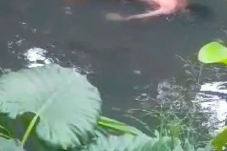 Disangka Manekin, Warga Leuwigajah Geger dengan Temuan Mayat Tanpa Busana di Sungai Cisangkan