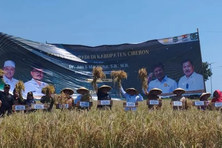 Pastikan Ketersediaan Pangan Aman, Kementan Kawal Panen Raya di Cirebon