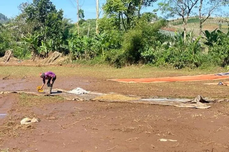 Dampak Banjir Bandang di Desa Mekarwangi, Petani dan Pengusaha Kopi Rugi hingga Ratusan Juta