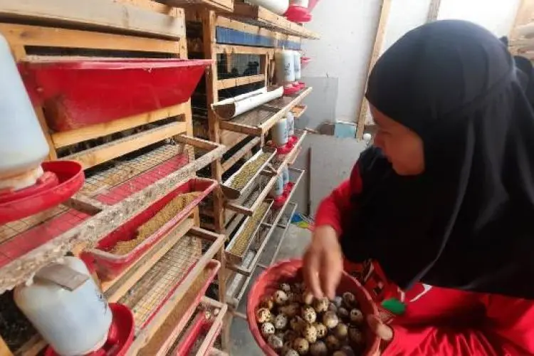 Buruh Perempuan Asal Cimahi Riska Prianti Raup Cuan hingga Puluhan Juta dari Budidaya Burung Puyuh